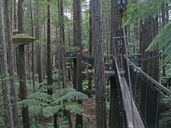 Redwood walkway