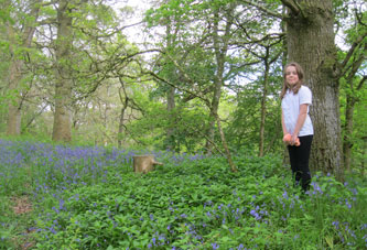 woods carpeted with bluebells