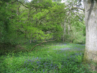 woods carpeted with bluebells