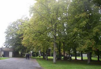 Trees and conference centre
