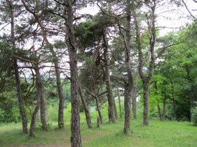Bois de la Grille - pines